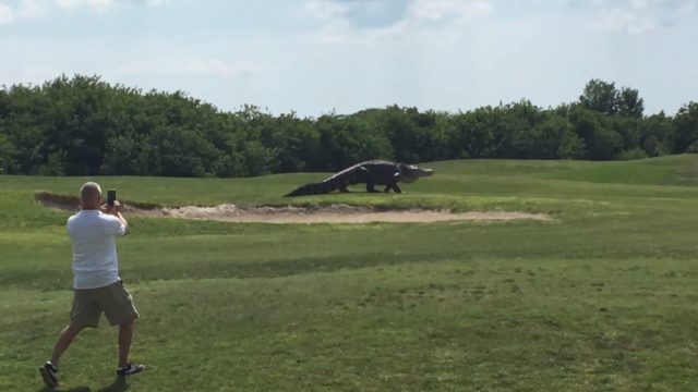 Аллигатор утащил мальчика в парке Disney World в Орландо