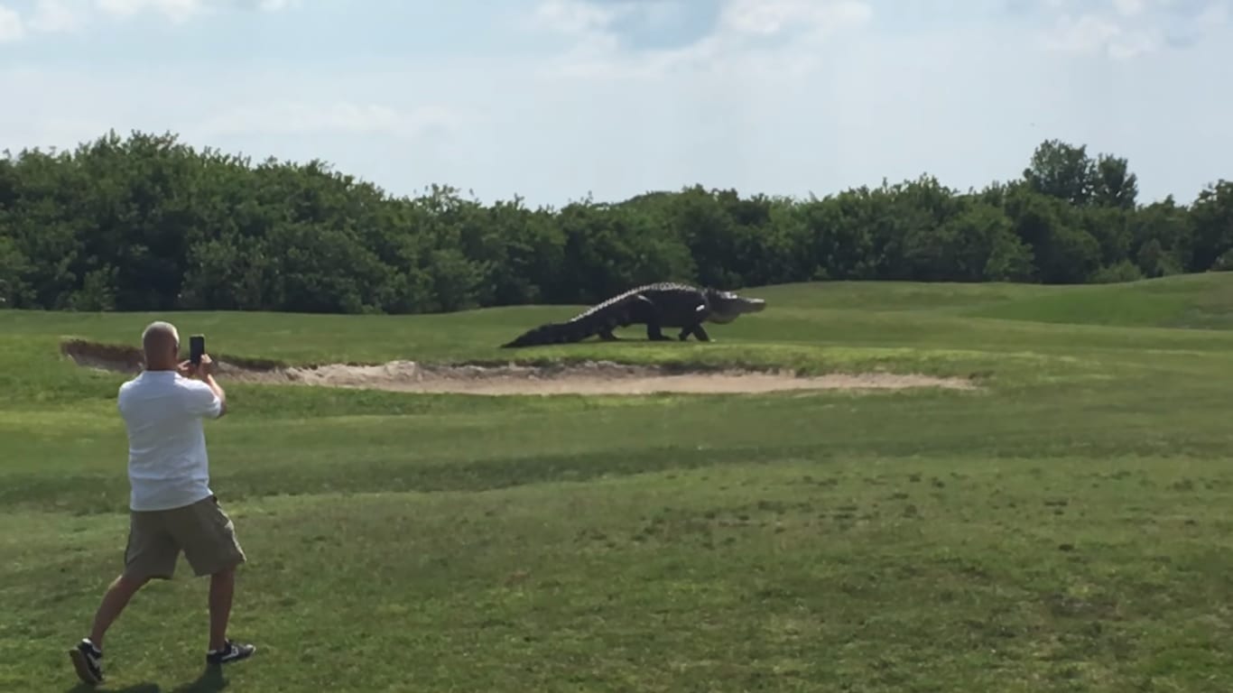 Аллигатор утащил мальчика в парке Disney World в Орландо