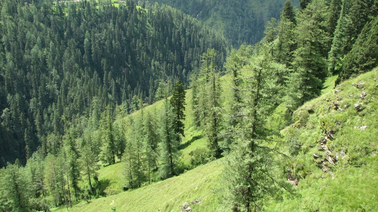 Семилетнего заблудившегося в лесу мальчика спасла собака