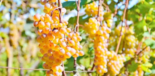 В Грузии агро и винный туризм будет контролироваться правительством страны