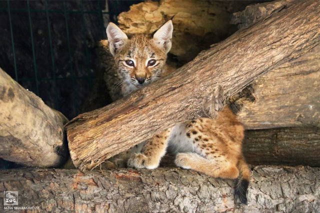 В Тбилисском зоопарке появился новый обитатель
