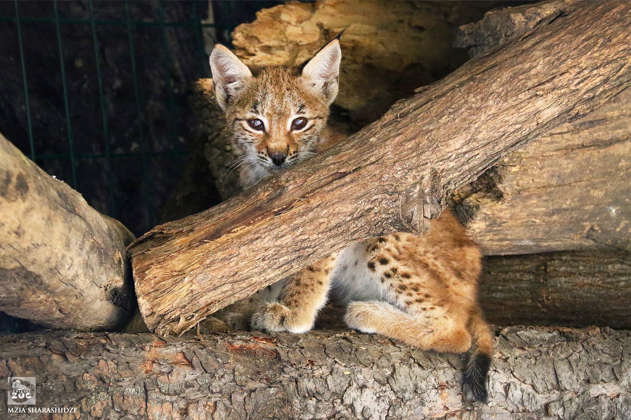 В Тбилисском зоопарке появился новый обитатель