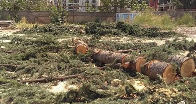 Прокуратура Тбилиси начала следствие по делу о вырубке деревьев на проспекте Казбеги