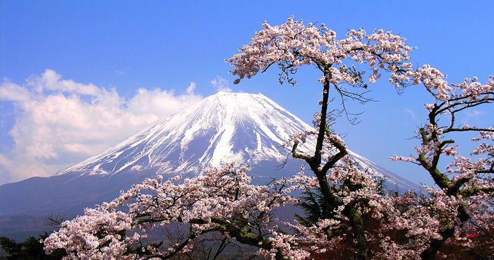 В Тбилиси появился японский сад
