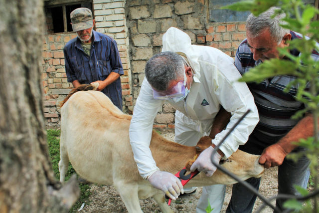 В Грузии провели вакцинацию крупного рогатого скота после выявления нодулярного дерматита