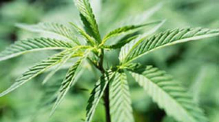 Конституционной суд Грузии упразднил тюремное наказание за приобретение и хранение сырой марихуаны