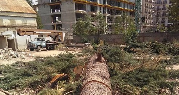 Парламент Грузии приступает к рассмотрению инициативы о разрешении вырубки деревьев