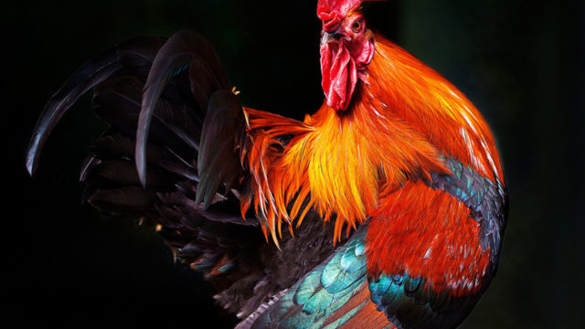 Год Огненного Петуха