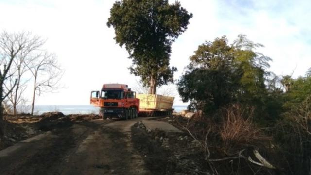 Бидзина Иванишвили продолжает транспортировать вековые деревья