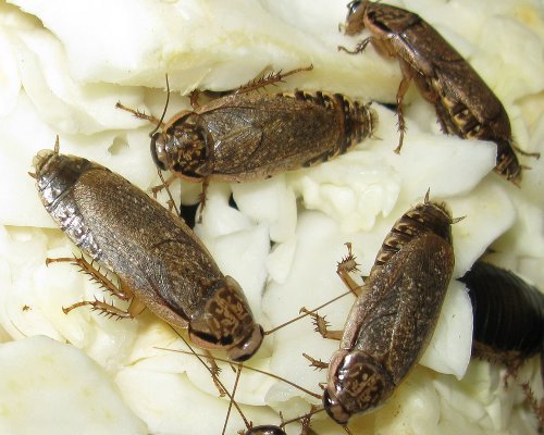 Правительство Грузии выделило 12 миллионов лари на борьбу с мраморными клопами