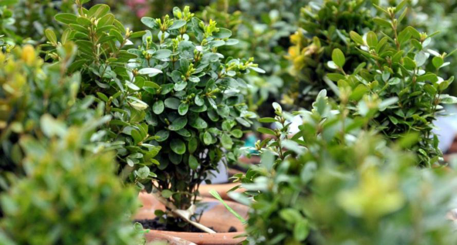 Жителей Грузии призвали освящать живой самшит к Вербному воскресенью