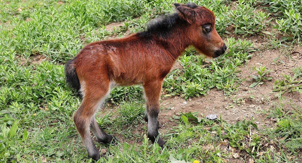 В Тбилисском зоопарке родился жеребенок самой маленькой породы лошадей