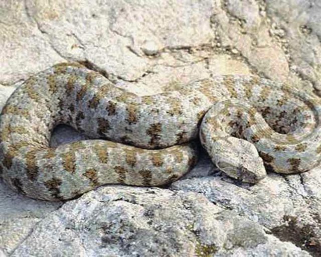 В Тбилиси с наступлением жары появились змеи