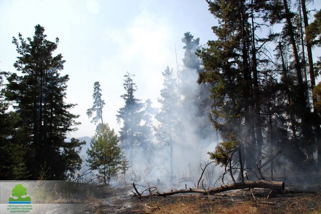 Основные очаги возгорания в Боржоми-Харагаульском лесу локализованы