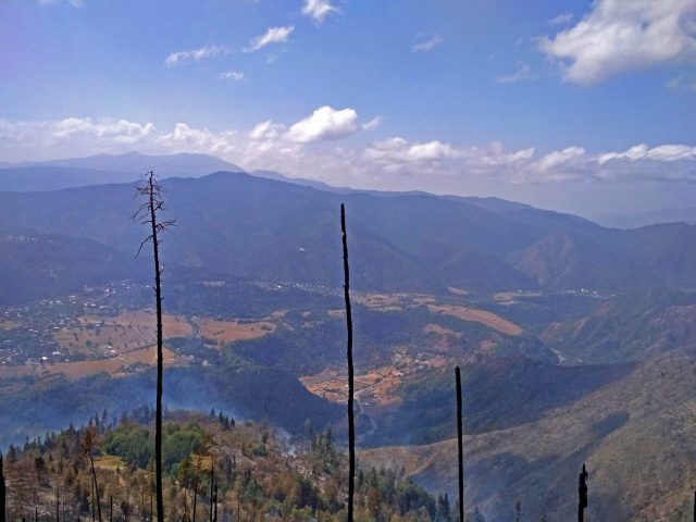 В Боржоми-Харагаульском лесу выявлены факты незаконной вырубки деревьев