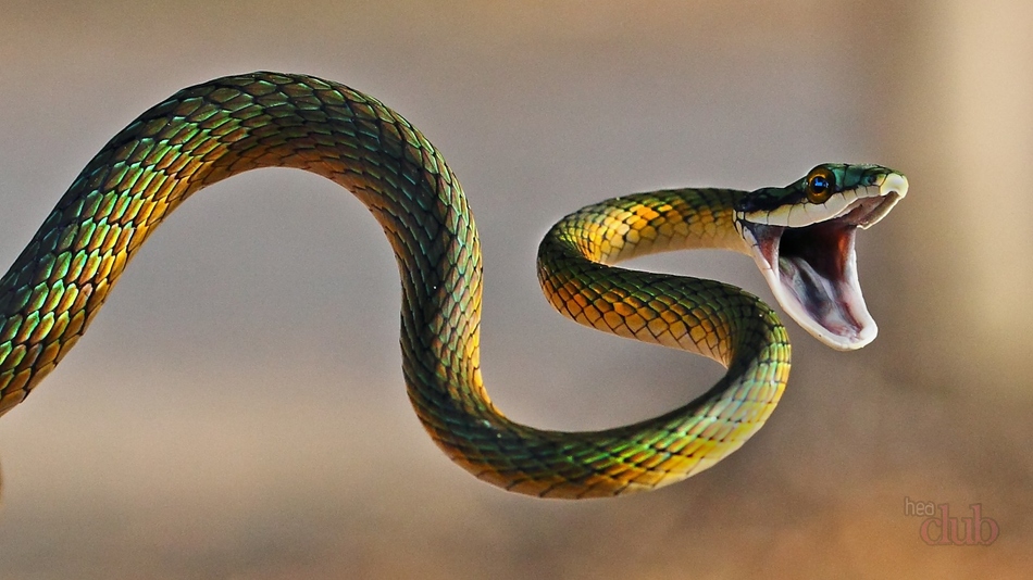 В Тбилиси было выловлено 282 змеи