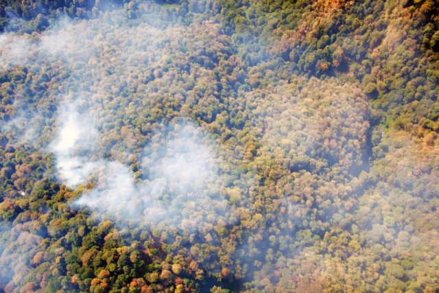 Огонь уничтожил 4 га леса в поселке Цагвери Боржомского района