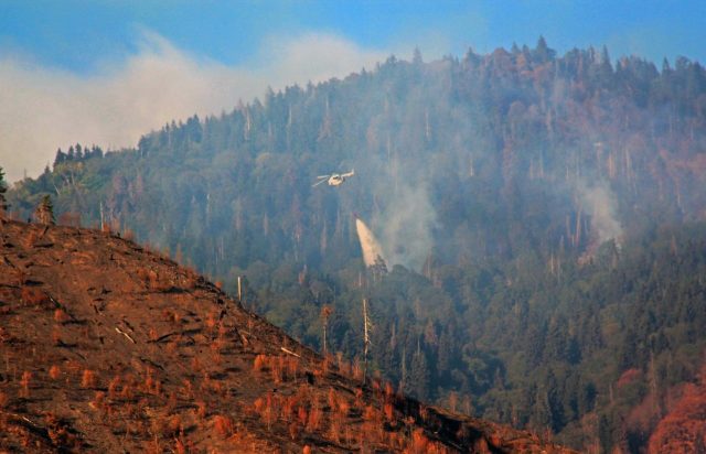 Браконьерство может быть одной из причин пожара в лесу у поселка Цагвери в Боржомском районе