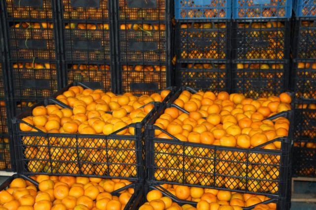 В Грузии завершился сезон урожая цитрусов