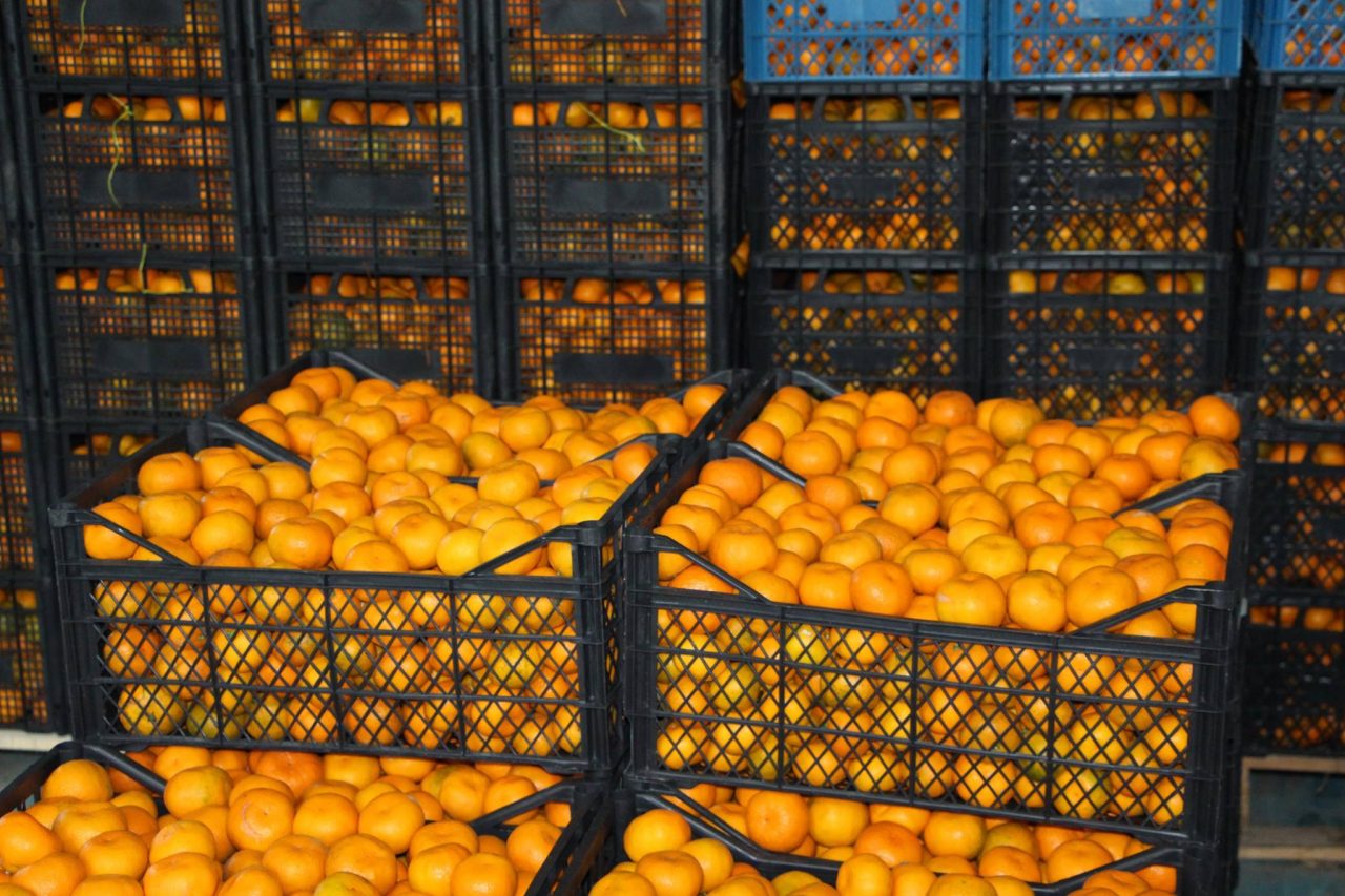 В Грузии завершился сезон урожая цитрусов