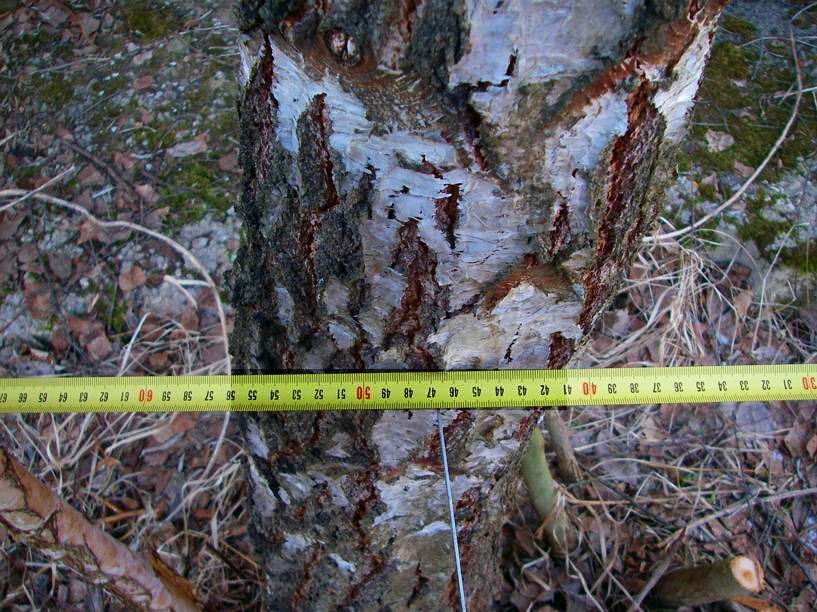 Для строительства эстакады в Тбилиси вырубят более 62 дерева и примерно 200 кустарников