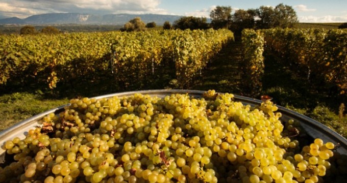 Главные приоритеты сельского хозяйства Грузии