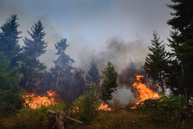 В Грузии в результате пожаров в прошлом году погибли 79 человек