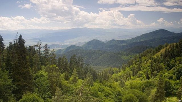 В Грузии планируется провести учет лесов
