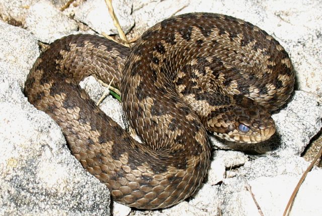 В Тбилиси в этом году было поймано 118 змей