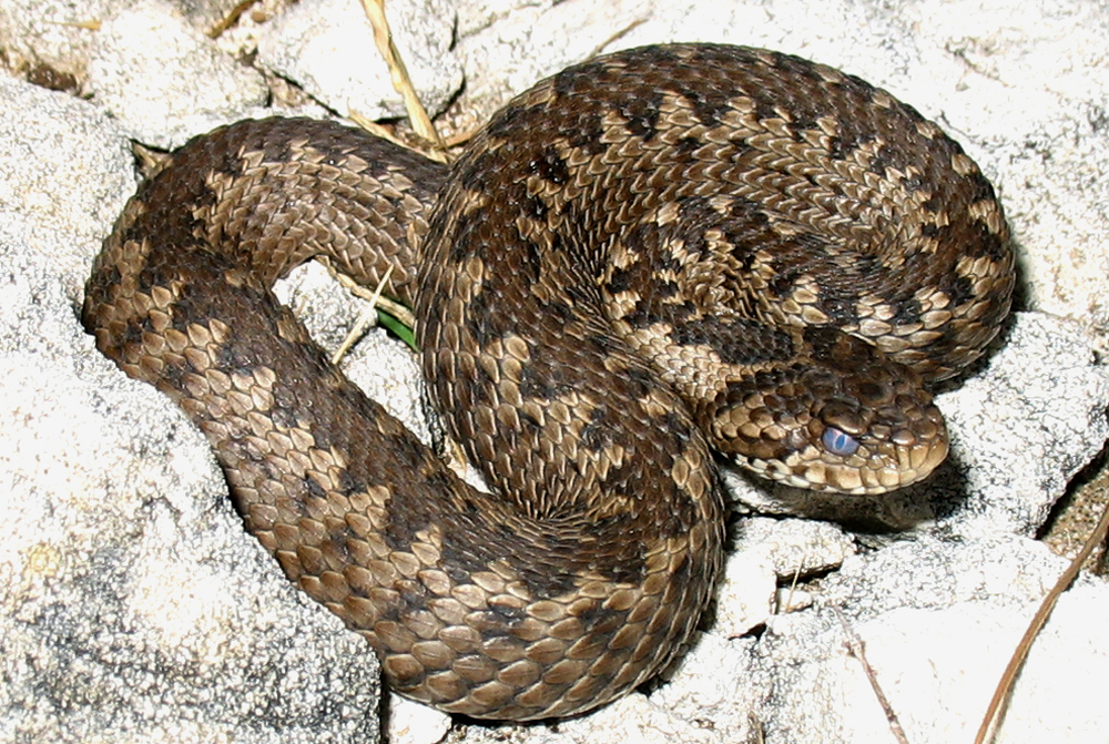 В Тбилиси в этом году было поймано 118 змей