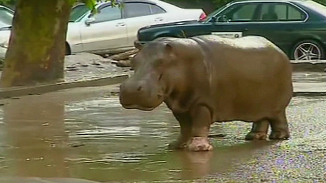 В Тбилиси бегемоту Беги поставят памятник