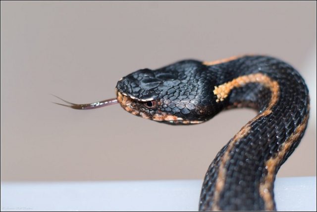 В Тбилиси поймали 244 змеи