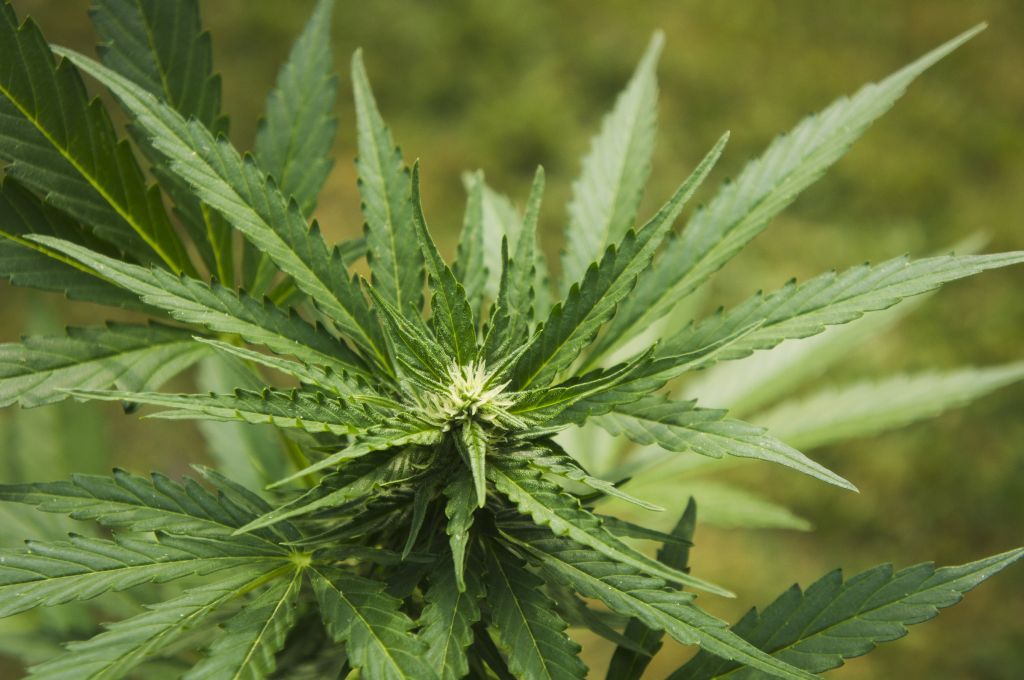 Конституционный суд Грузии отменил административные санкции за употребление марихуаны