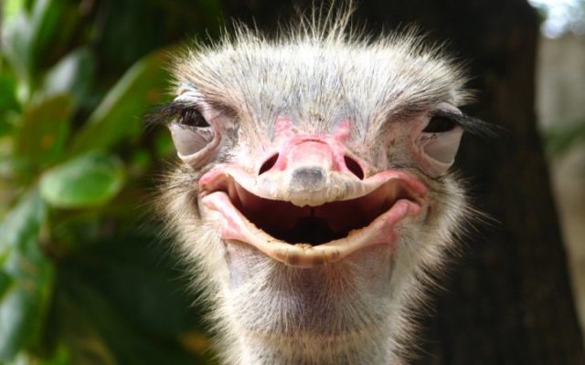 Зоопарк Тбилиси отказался одолжить политику страуса