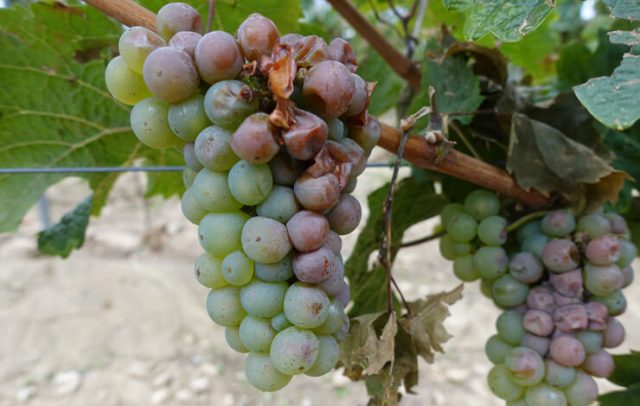 В Кахети правительство поможет сдать поврежденный градом виноград