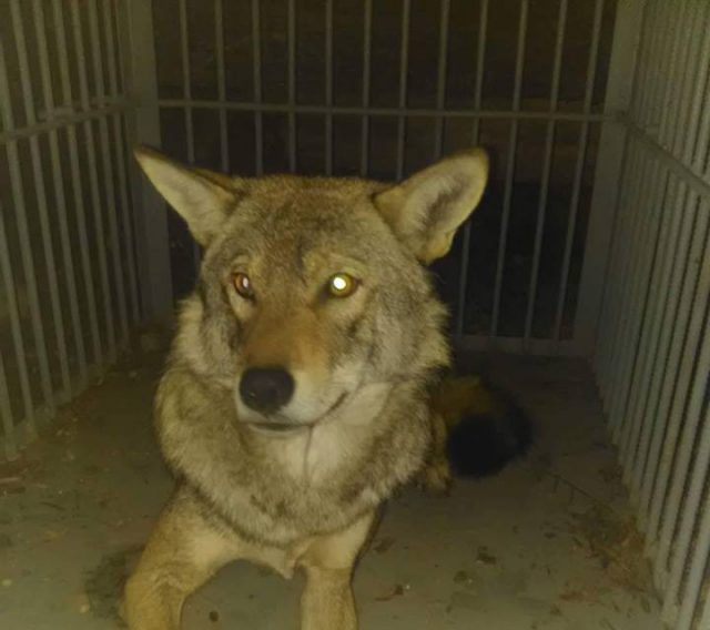 Волк сбежал из приюта заповедника в Цхваричамиа