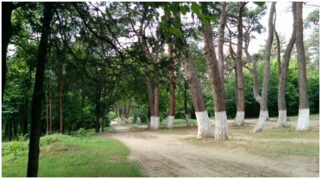 Мэрия Тбилиси возвращает Дигомский лесопарк городу