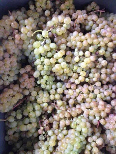 В Грузии частным винодельческим компаниям государство больше не будет предоставлять субсиди