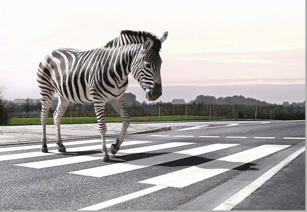 В Тбилиси появятся новые "зебры-переходы"