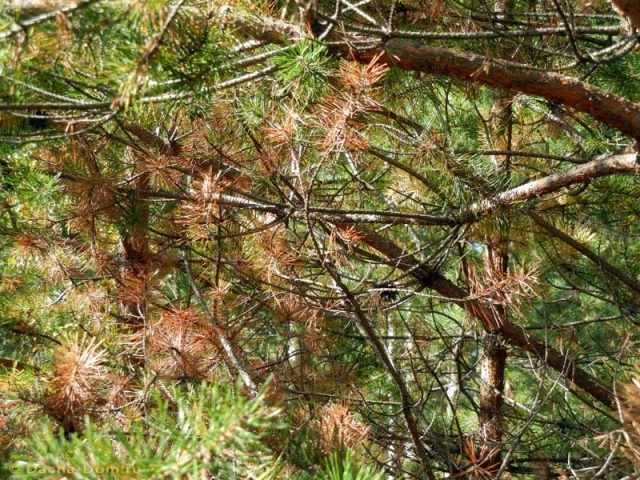 В Тбилиси срубят более 20 тысяч засыхающих и заболевших деревьев