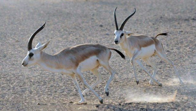 В Грузии в Самухской долине запрещена охота на птиц из-за джейранов