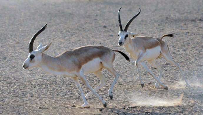 В Грузии в Самухской долине запрещена охота на птиц из-за джейранов
