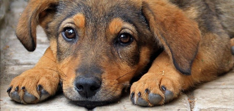 В Грузии ужесточают наказание за жестокое обращение с животными