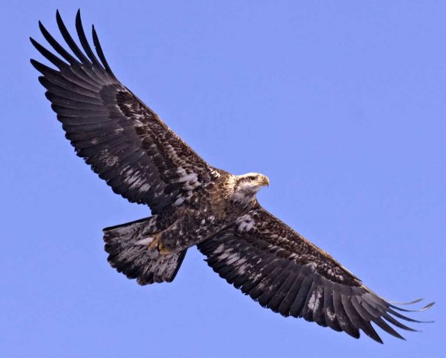 В Грузии создадут Национальное агентство дикой природы