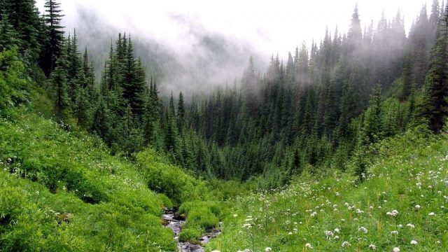 В Грузии впервые осуществят инвентаризацию леса