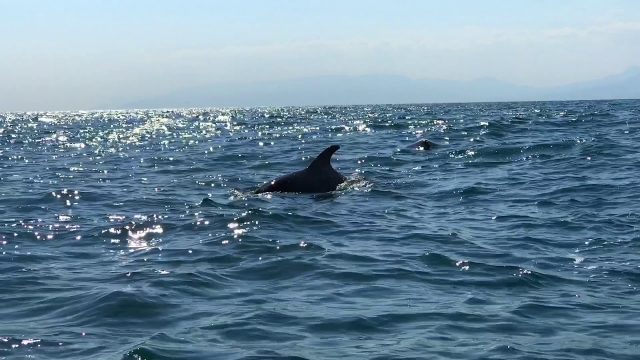 Батумский суд оштрафовал капитана турецкого судна за убийство дельфина