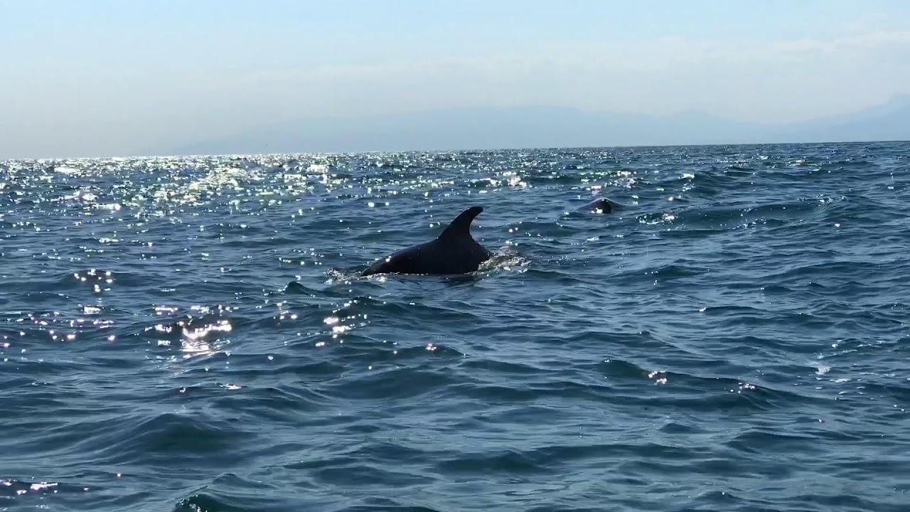 Батумский суд оштрафовал капитана турецкого судна за убийство дельфина