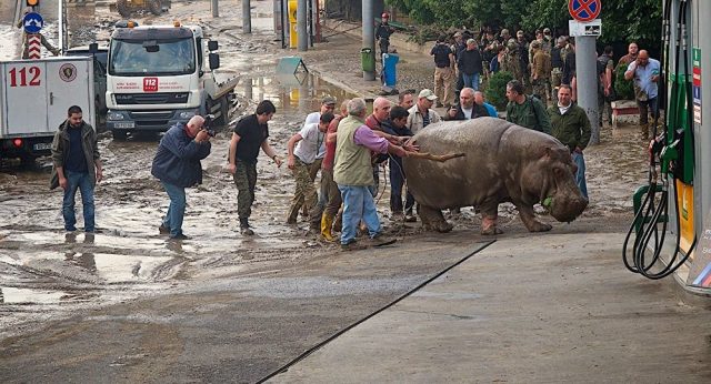 В Тбилиси бегемоту Беги поставят памятник