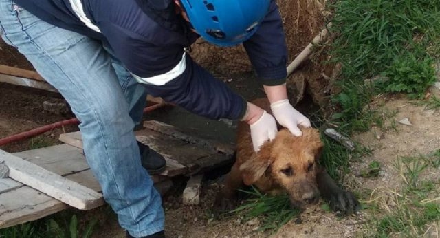 В Тбилиси за неделю Агентство мониторинга животных спасло девять кошек и собак