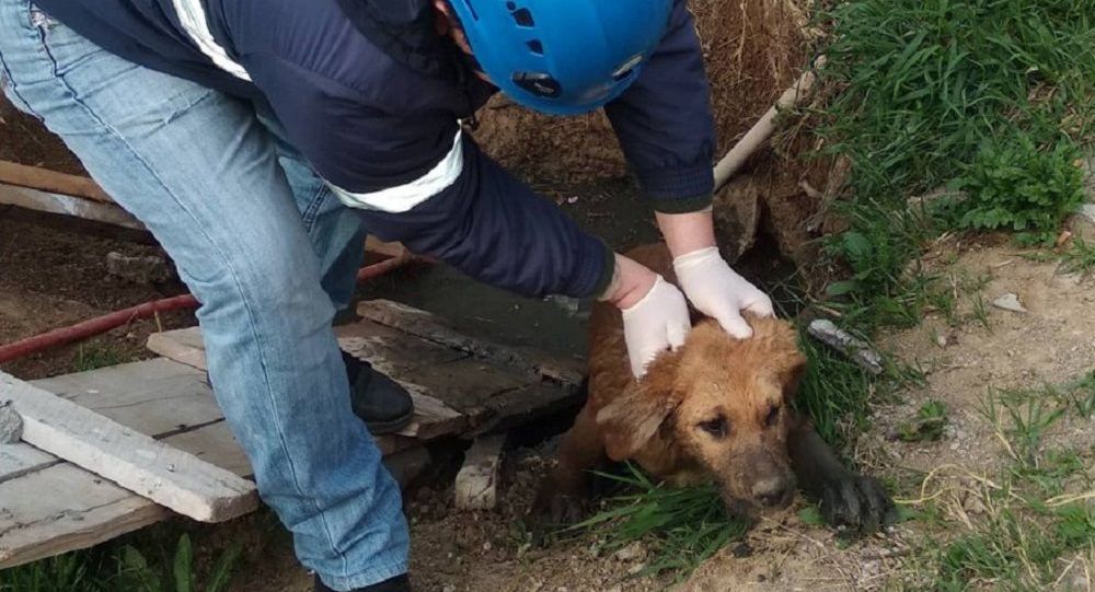 В Тбилиси за неделю Агентство мониторинга животных спасло девять кошек и собак